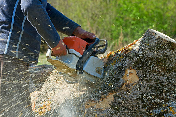 Best Utility Line Clearance  in Laredo, TX