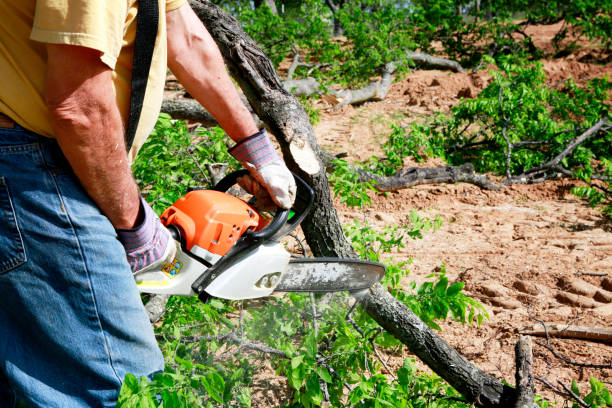 Best Lot and Land Clearing  in Laredo, TX